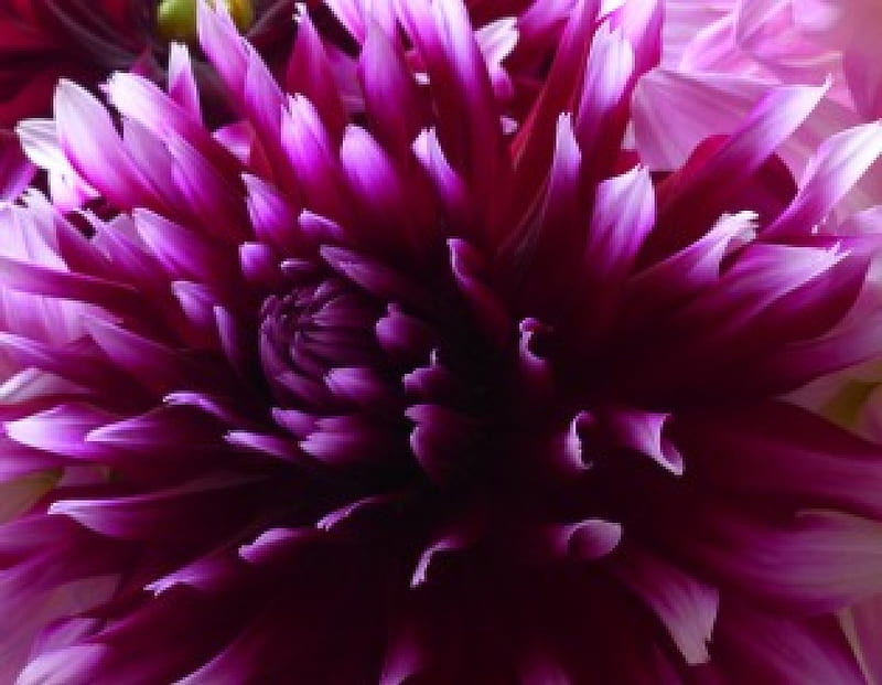 Dahlia Dahlias Purple Flower Flowers Nature HD   Peakpx   HD   Dahlia Dahlias Purple Flower Flowers Nature 