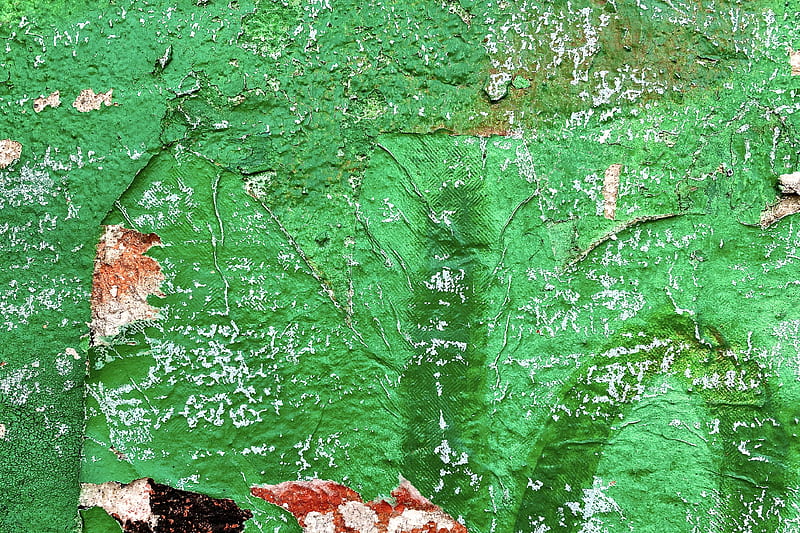 brown dried leaf on green moss, HD wallpaper