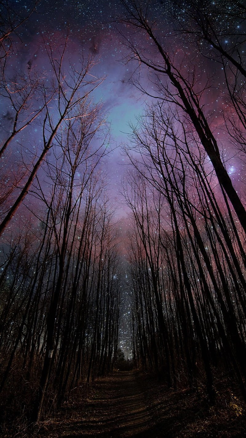 Starry Forest Sky, night, stars, tree, HD phone wallpaper