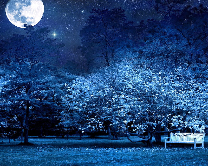 Blue Night, bench, dark, forest, moon, night, park, sit, stars, trees, HD wallpaper