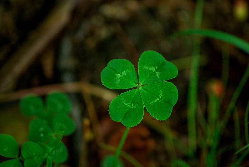 Four-leaf clovers in grass against blurred natural background