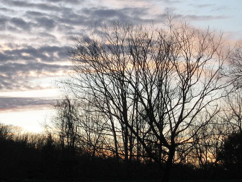 A Winter's Sunset, amber, peach, trees, sky, blue, HD wallpaper
