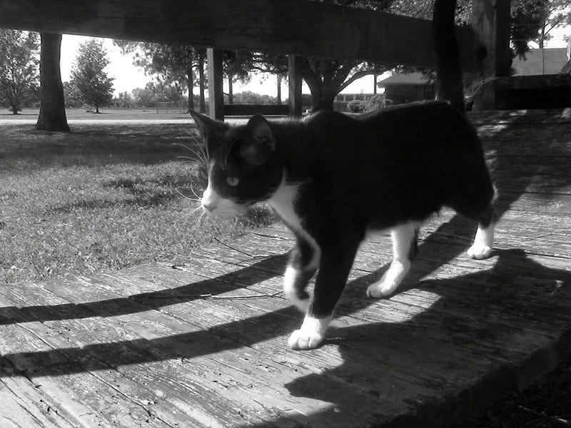 Cat on playground, black and white cat, cat, tuxedo cat, black and white, HD wallpaper