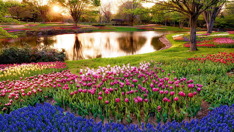 Park in Spring, water, tulips, hyacinths, pond, trees, reflections, HD wallpaper
