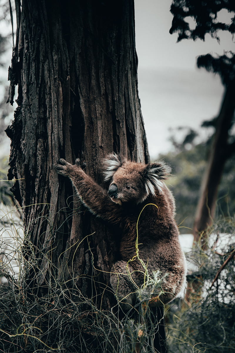 koala, animal, tree, grass, HD phone wallpaper