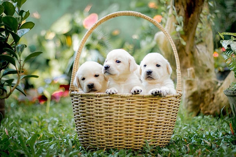 Puppies in the basket, hazi kedvenc, kolyokkutya, allatok, kosar, termeszet, HD wallpaper