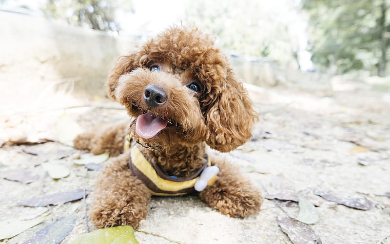 Brown poodle, puppy, curly dog, pet cute dog, poodle, HD wallpaper | Peakpx