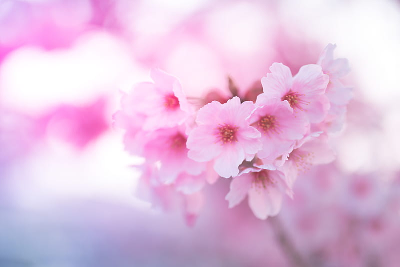 sakura, flowers, pink, macro, closeup, HD wallpaper