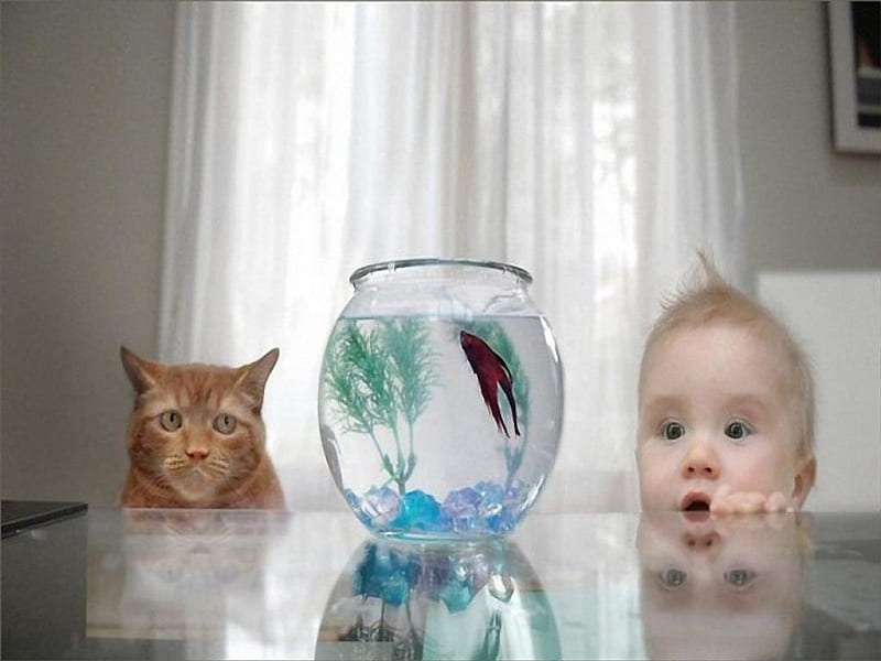 the only available meal, kid, fish, people, funny, cat, HD wallpaper