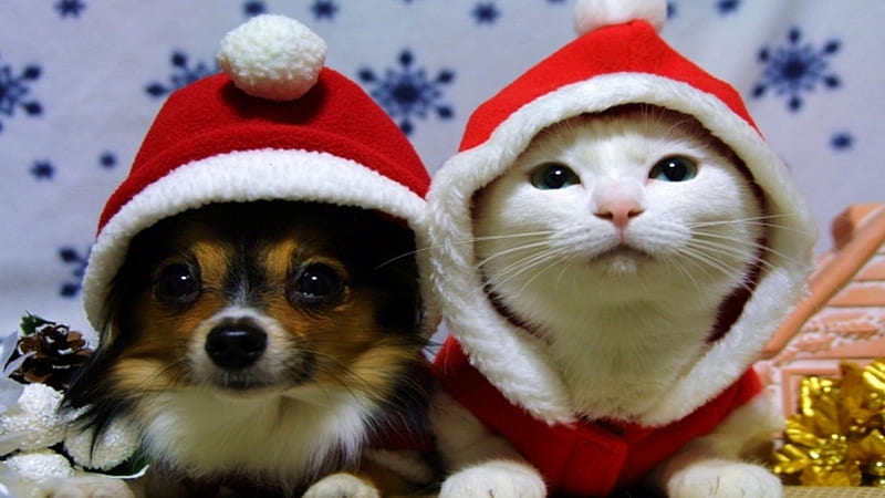 HD desktop wallpaper Dogs Christmas Animal Puppy Sleeping Cute  Labrador Retriever Santa Hat download free picture 400199