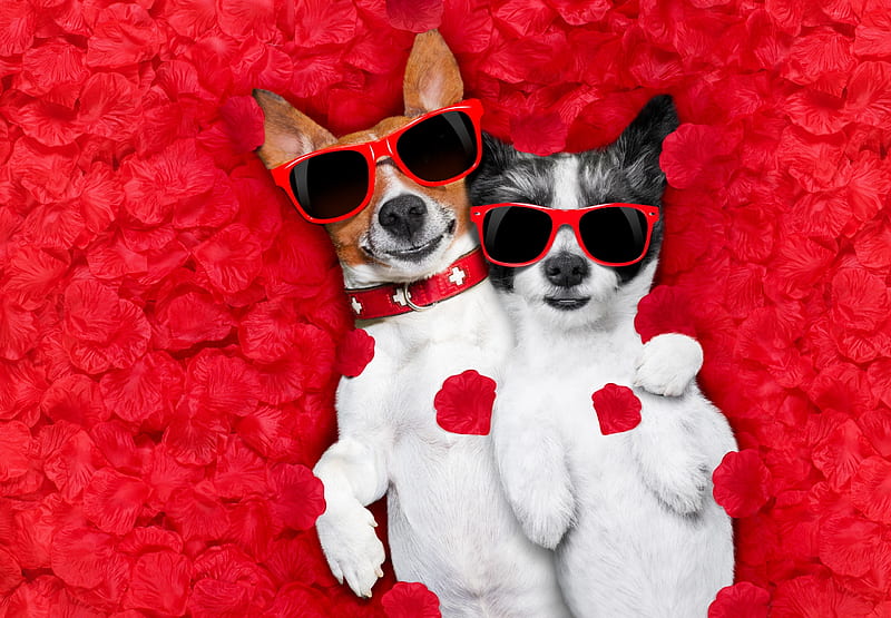 Red, rose, caine, valentine, cute, sunglasses, jack russell terrier ...