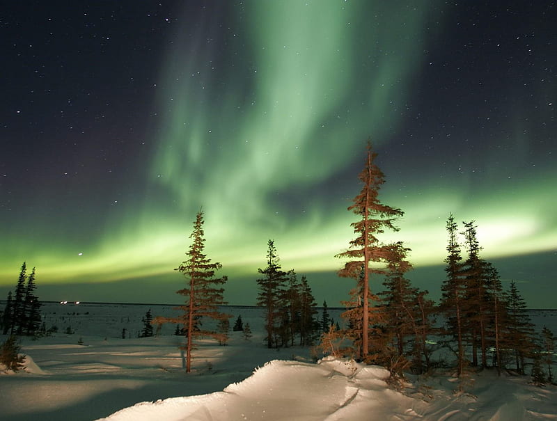 Aurora over the Trees, auroras, northern lights, snow, trees, sky ...