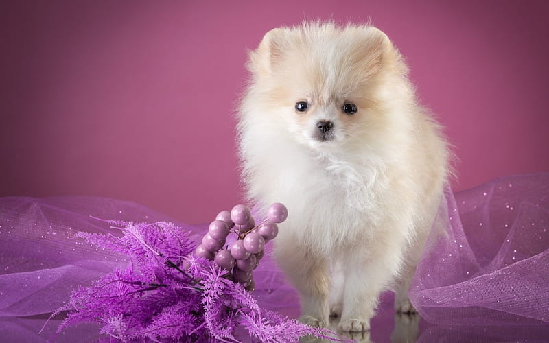 Puppy, fluffy, caine, animal, cute, purple, berry, spitz, white, pink, dog, HD wallpaper