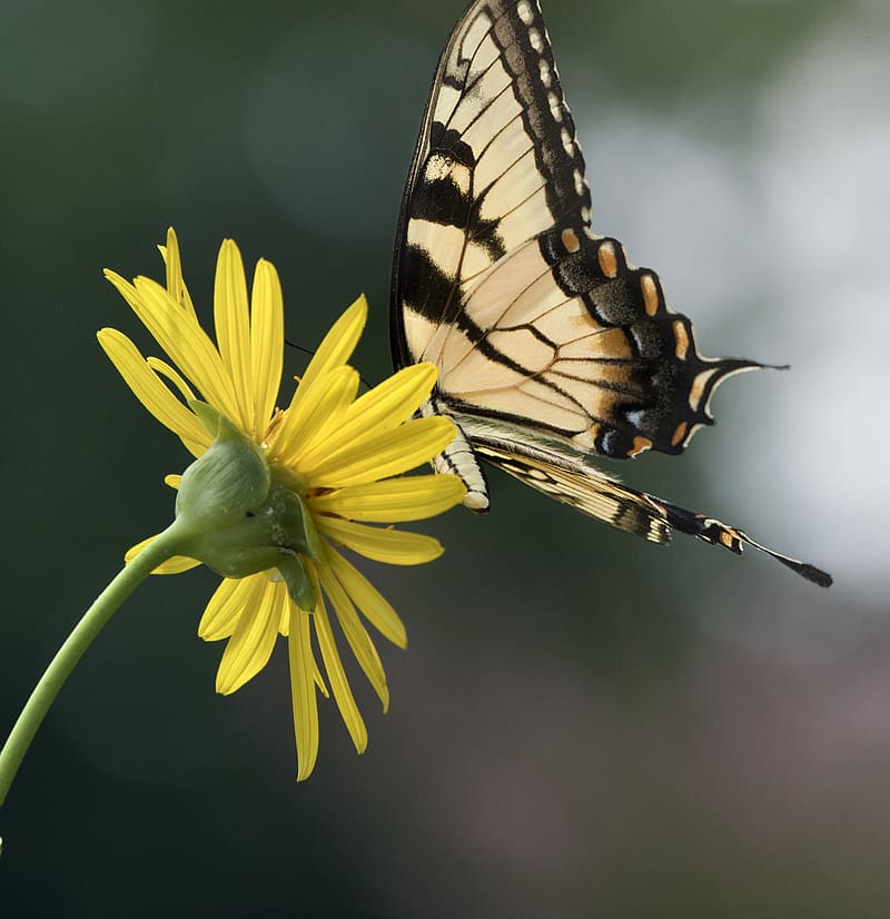 papilio glaucus, butterfly, wings, flower, macro, HD phone wallpaper