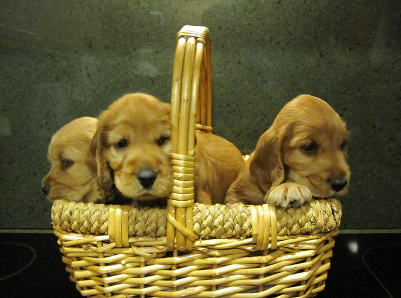 A basket of life ~~, lovely, life, basket, love, siempre, sweethearts, beige, coker spaniel, babies, animals, dogs, HD wallpaper
