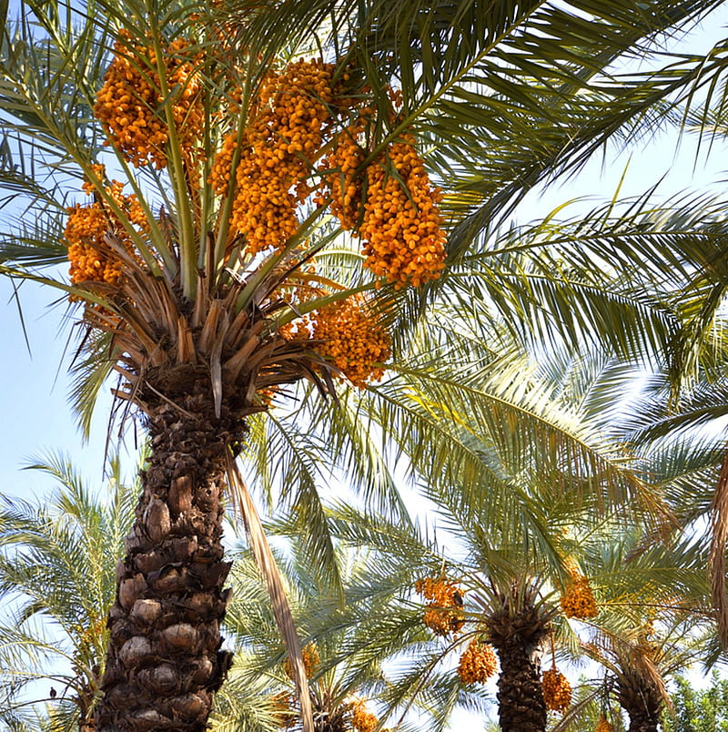 date palms, date, date palm, dates, trees, sweet, HD phone wallpaper