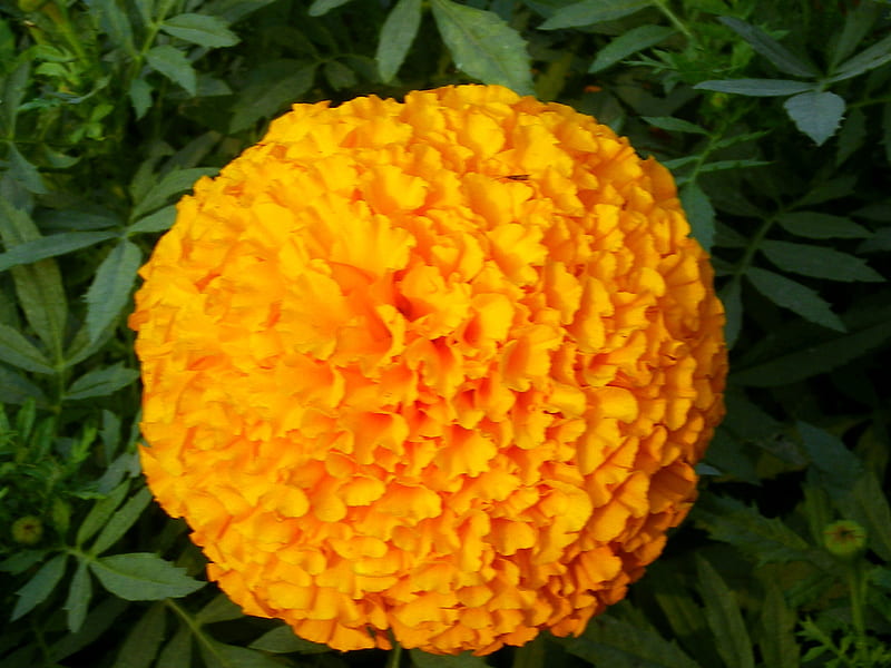Beautiful marigold, flowers, nature, bonito, marigold, HD wallpaper
