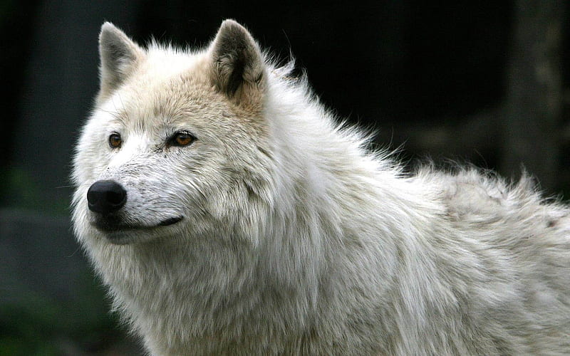 white wolf-Animal graphy, HD wallpaper
