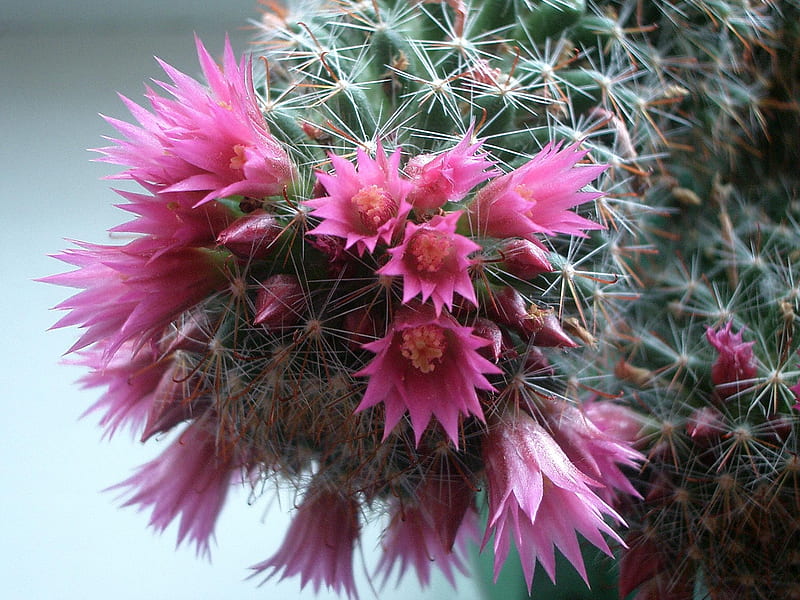 cactus flowers, flowers, nature, bonito, cactus, pink, HD wallpaper
