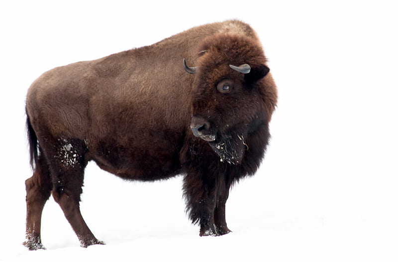 Bison, buffalo, animal, north american, HD wallpaper