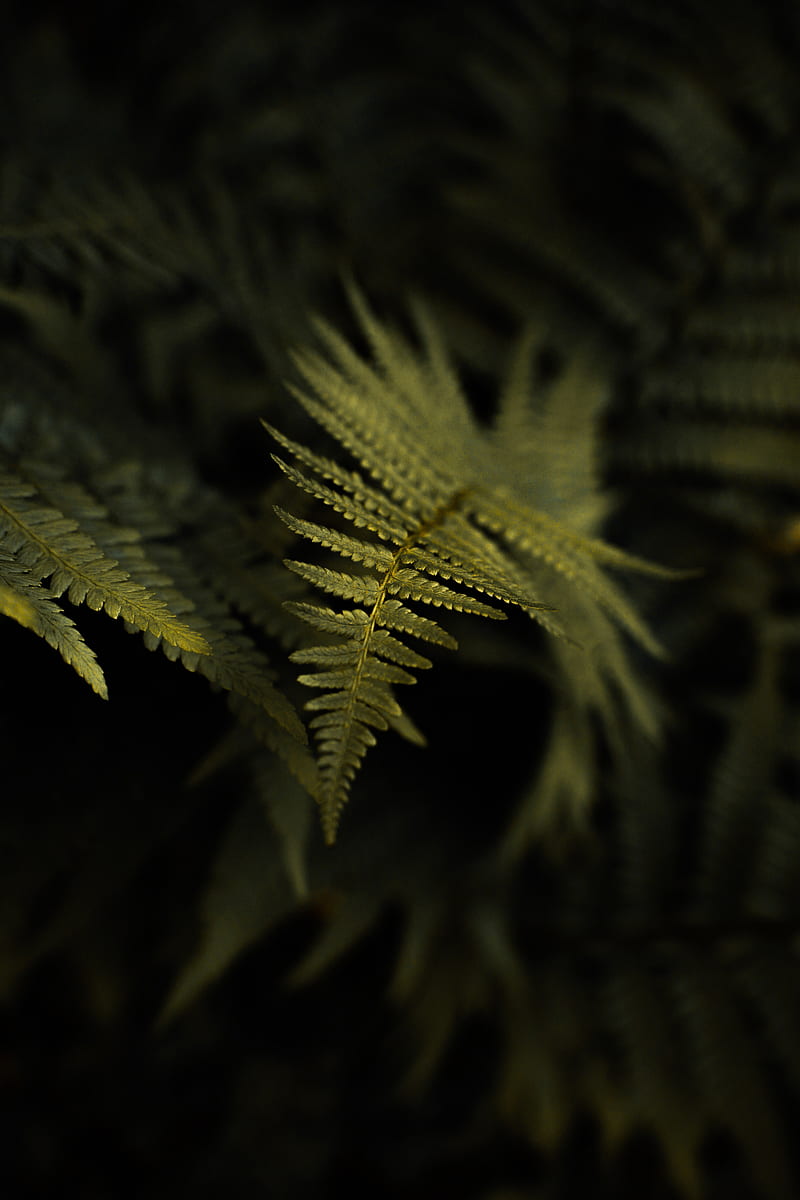 fern, plant, leaf, macro, green, HD phone wallpaper
