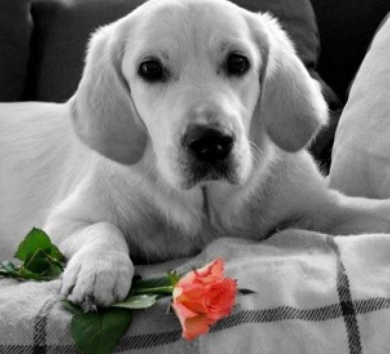 In anticipation of his love, cute, red, rose, dog, HD wallpaper
