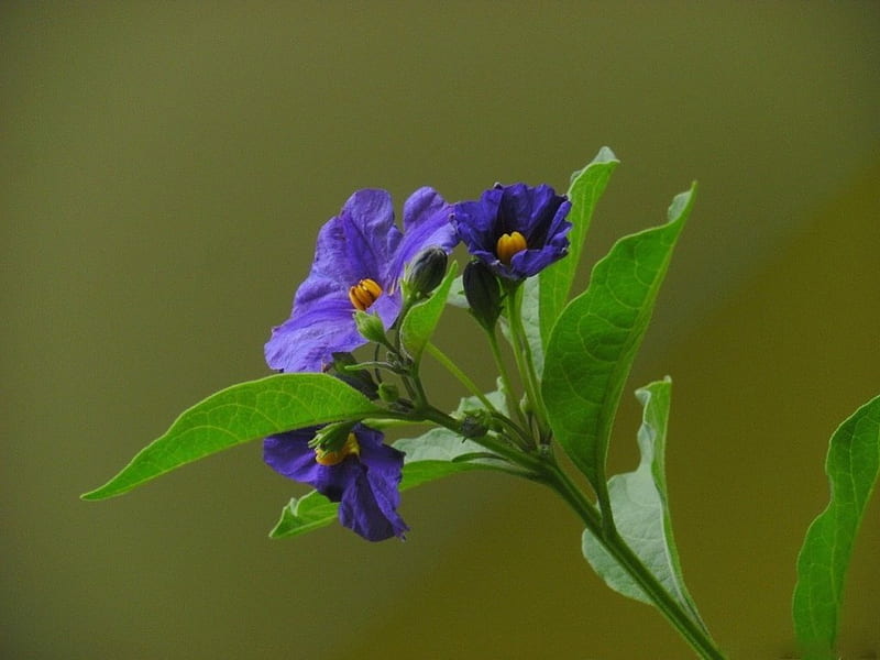 DAINTY BLUE, purple, sprigs, flowers, gardens, blooms, branch, HD wallpaper