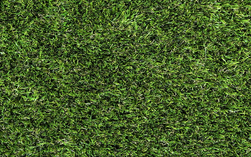 green grass texture, green grass lawn, grass texture, natural texture, HD wallpaper