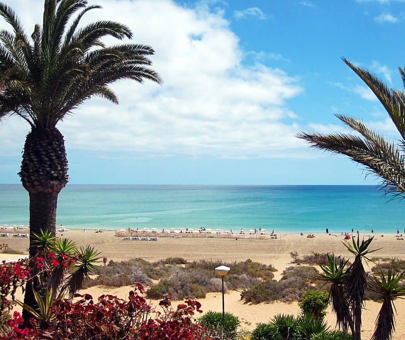Fuerteventura beach, trees, sky, palms, sea, beach, graphy, sand, beaches, nature, HD wallpaper