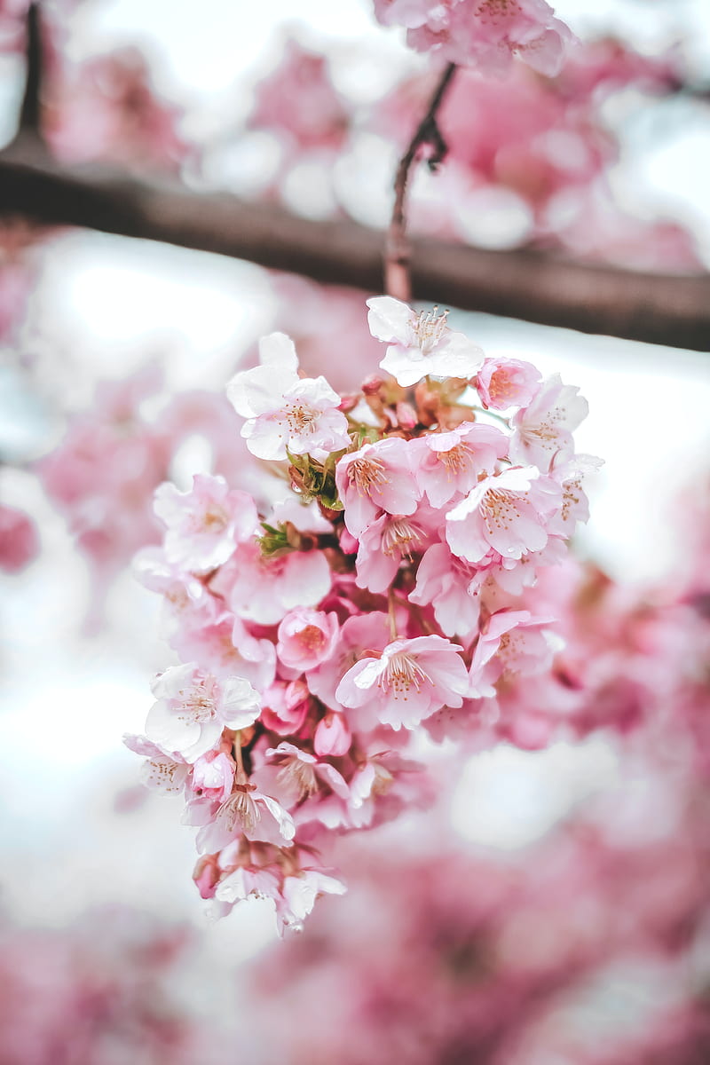 sakura, flowers, pink, bloom, macro, HD phone wallpaper