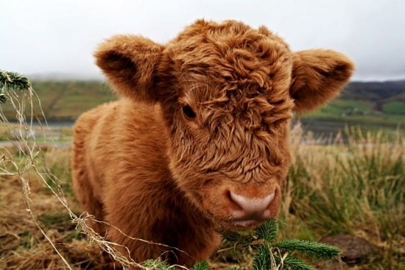 Cute Highland Calf, funny, cow, baby, meadow, HD wallpaper