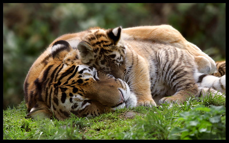 Bengal baby, grass, striped, cub, bengal tiger, affection, mother, gold black white, HD wallpaper