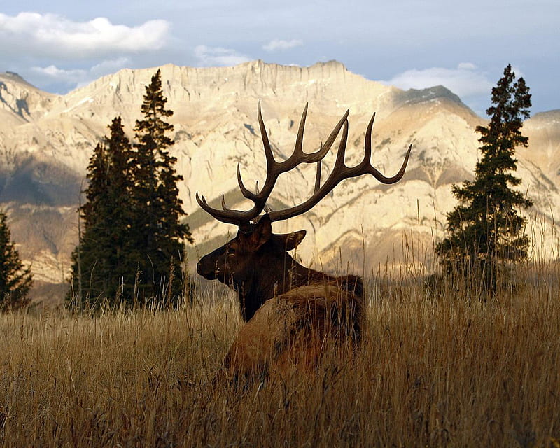 Rocky Mountain Elk is Bedded Down, mountain, evergreens, sky, elk, HD wallpaper