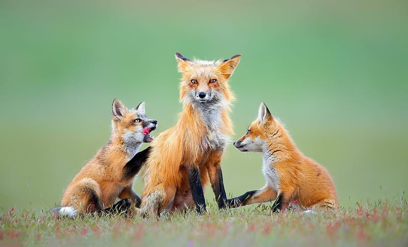 Animal, Fox, Baby Animal, Cub, Wildlife, HD wallpaper