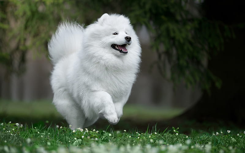 Samoyed, white fluffy dog, jumping dog, cute animals, dogs, HD wallpaper