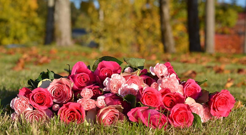 * Autumn roses *, forest, autumn, tree, grass, flowers, nature, roses