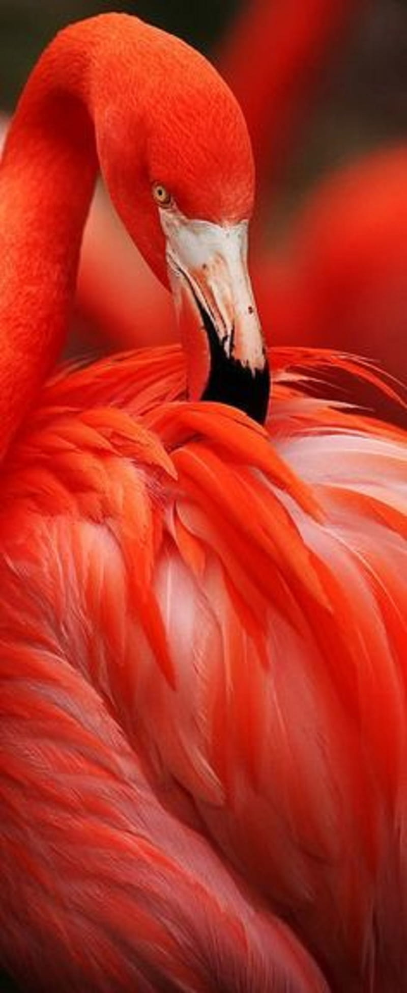 Flamingo, bird, HD phone wallpaper | Peakpx