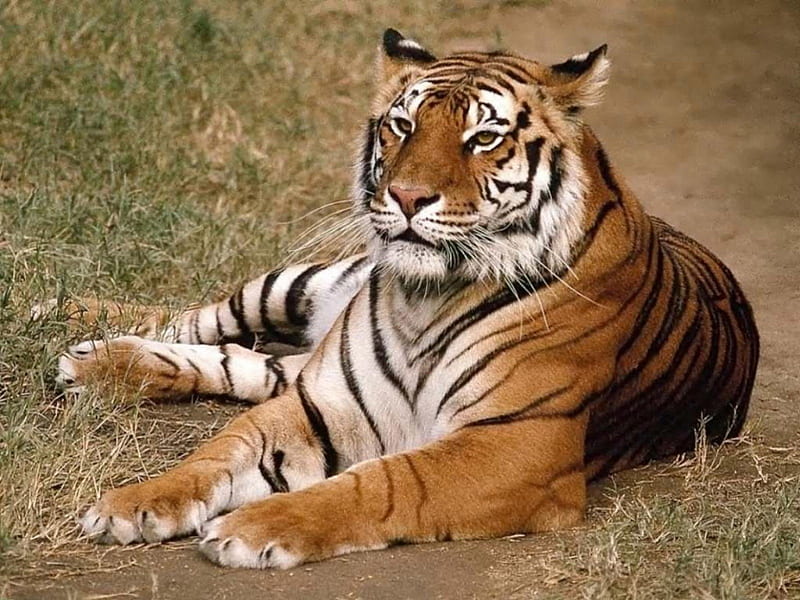 taking it easy after a hard days work, handsome, bonito, tiger, gorgeous, HD wallpaper