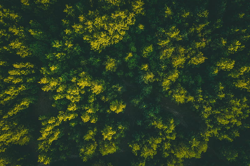 forest, trees, aerial view, treetops, green, HD wallpaper