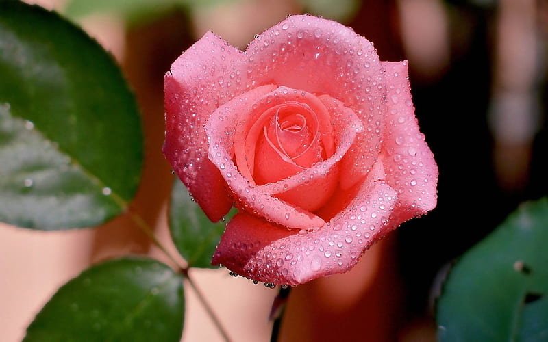 rose bud drops petals-Plant, HD wallpaper