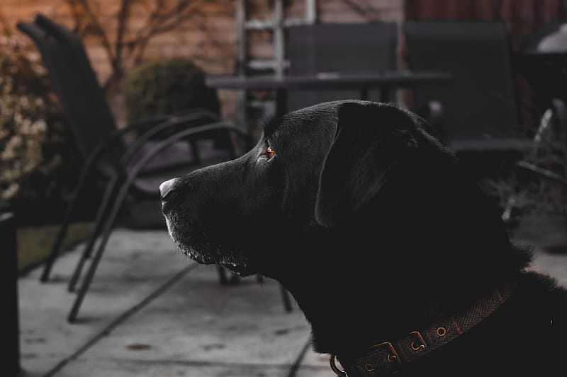 black labrador retriever with brown leash, HD wallpaper
