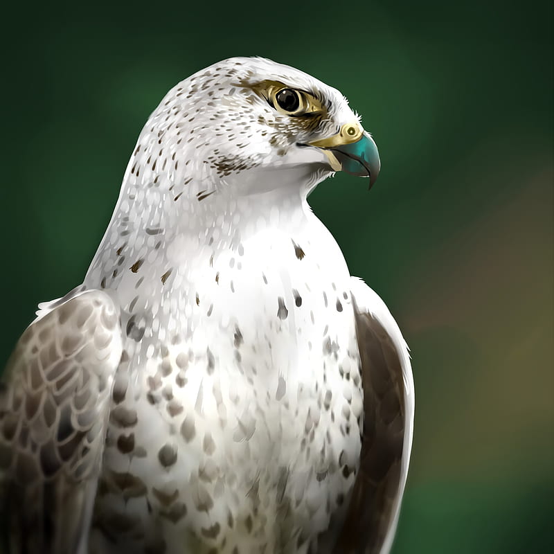 falcon, bird, glance, art, HD phone wallpaper