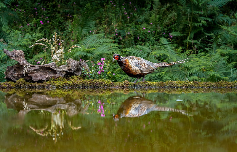 Birds, Pheasant, Bird, Pond, Reflection, Wildlife, HD wallpaper