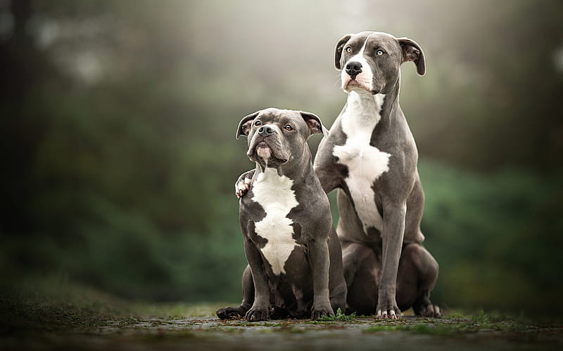 American Pit Bull Terrier, family, cute animals, bokeh, pets, dogs, American Pit Bull Terrier Dogs, HD wallpaper