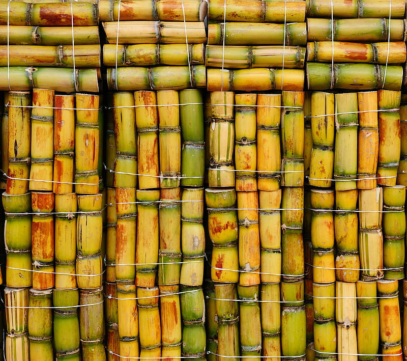 Bamboo, colors, texture, wood, HD wallpaper