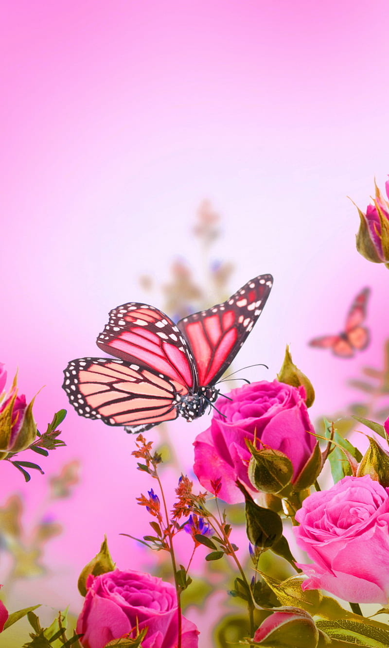 Rose Love, beautiful pink, butterflies, romance, roses, HD phone wallpaper  | Peakpx