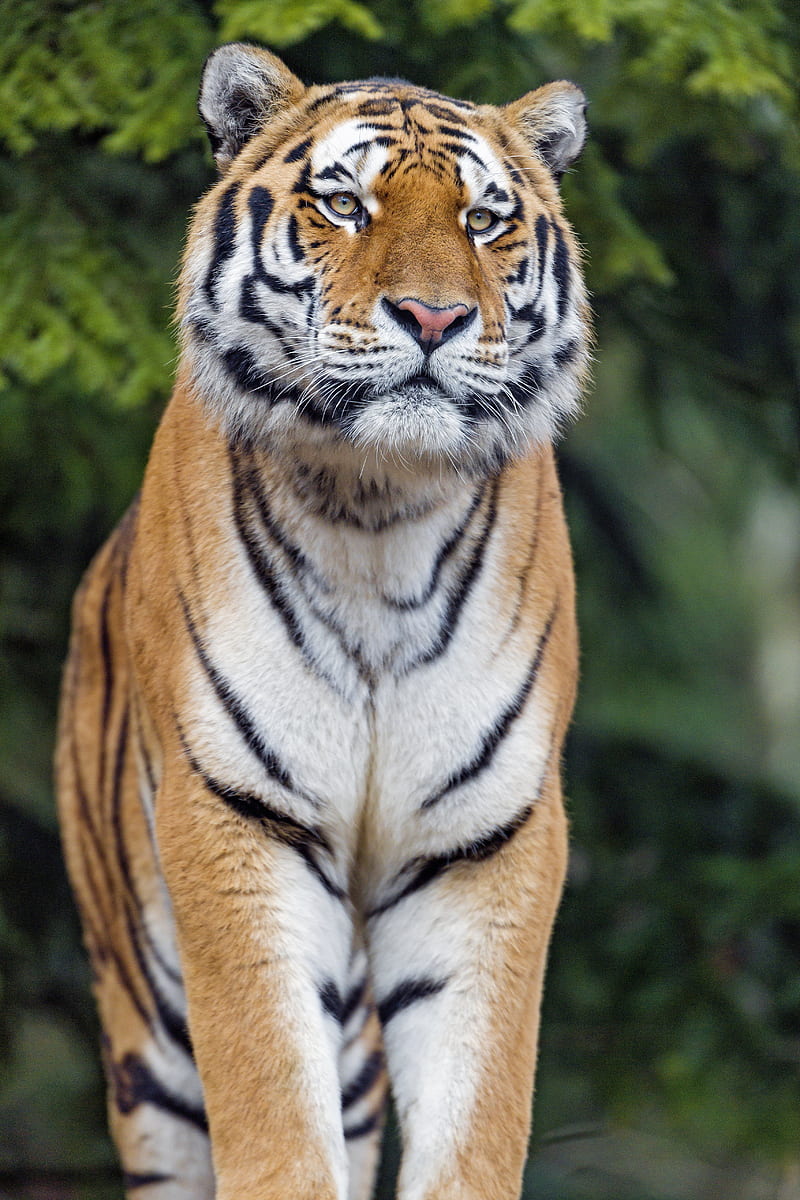 tiger, big cat, glance, predator, HD phone wallpaper