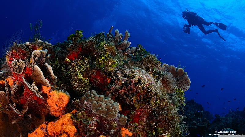 Diving, Scuba, HD wallpaper