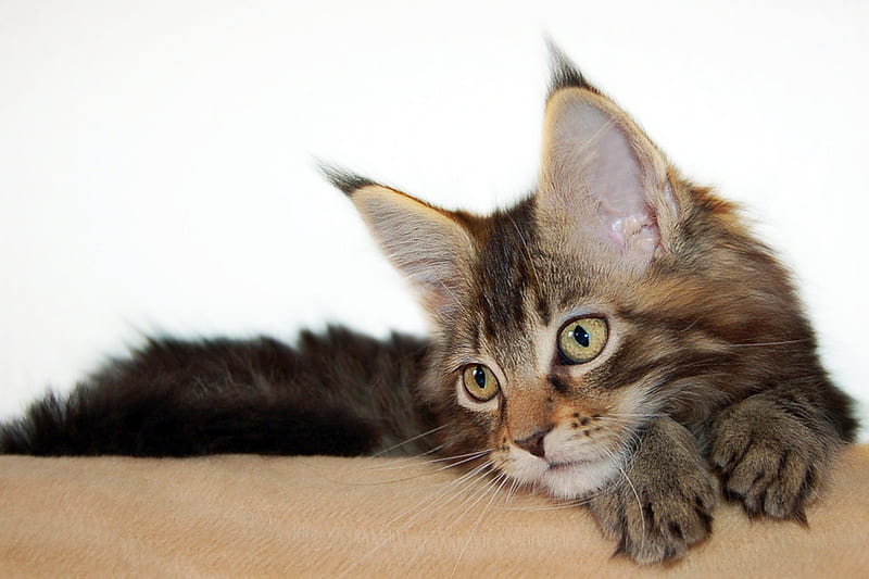 cute cat, cute, grey tiger, little, sitting, cat, greeneyes, HD wallpaper