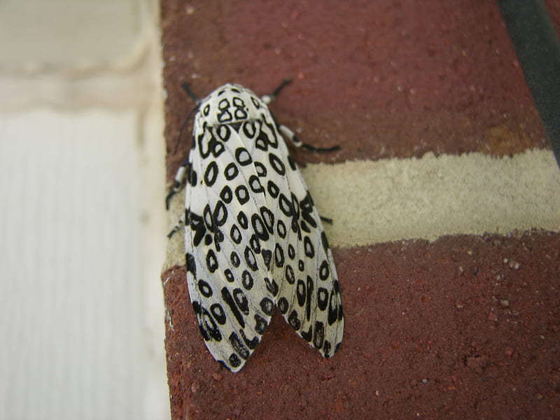 cheetahmoth, moth, bug, butterfly, black, nature, white, HD wallpaper